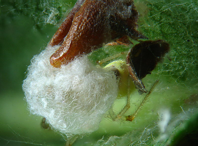 Theridion varians  - Sumirago (VA)